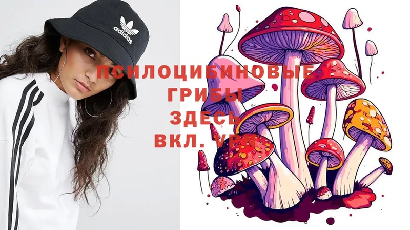 Псилоцибиновые грибы Cubensis  как найти   Норильск 